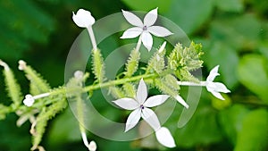 Encok Flower bush Plant or Whie flower blooms with the Latin name Plumbago zeylanica.