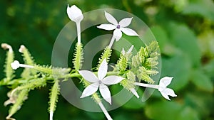 Encok Flower bush Plant or White Ceraka. The flower blooms with the Latin name Plumbago zeylanica.