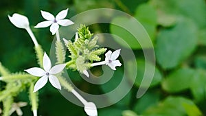 Encok Flower bush Plant or White Ceraka. The flower blooms with the Latin name Plumbago zeylanica.