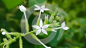 Encok Flower bush Plant or White Ceraka. The flower blooms with the Latin name Plumbago zeylanica.