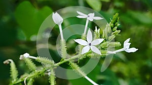 Encok Flower bush Plant or White Ceraka. The flower blooms with the Latin name Plumbago zeylanica.