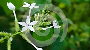 Encok Flower bush Plant or White Ceraka. The flower blooms with the Latin name Plumbago zeylanica.