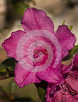 Encore Azalea Blossom after a Rain Shower