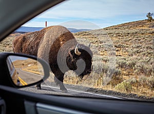 Encounter with an American bison Bison bison on a road, Wyoming, USA
