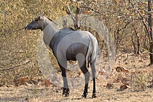 Encounter with nilgai of the blue bull
