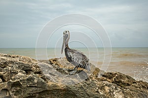 Encounter with a Pelican