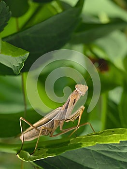 encounter with a praying mantis