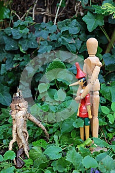 Encounter with the stranger, marionette and the helpful puppet meet an oat root