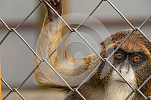 Encounters with the De Brazza Monkey: A Zoo Experience photo