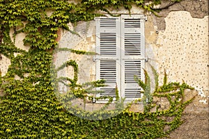 Encroaching Ivy photo