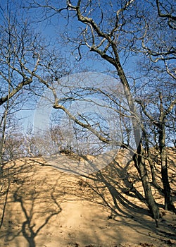 Encroaching sand dune photo