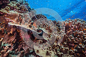 Encrusting coral reef