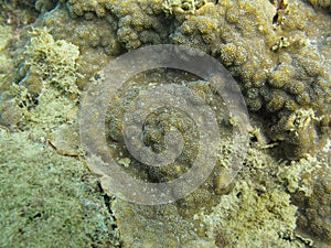 Encrusting coral in the tropical