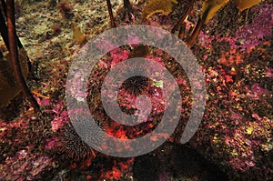 Encrusting invertebrates of rocky reef