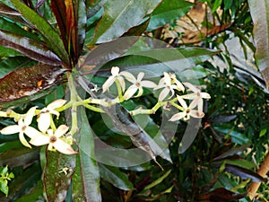 Encyclia aromatica Cerbera odollam flower is a a small perennial plant Flowering into a bouquet of flowers like needles.
