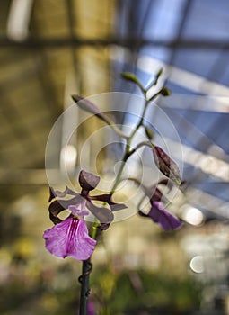 Encyclia cordigera Orchid