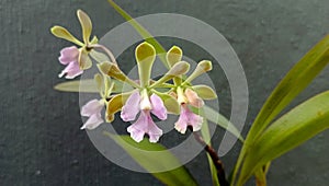 Encyclia Diurna very fragrant flower orchids photo