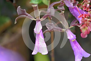 Encyclia orchid flower
