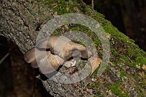 Encyclopedia of edible mushrooms. Beautiful, delicious and healthy mushrooms Latin: Pleurotus ostreatus on the trunk of a poplar