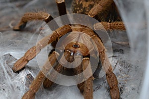 Encyocratella olivacea female spider from Africa