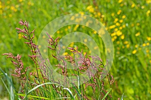 At the end of April early May you will see Rumex acetosa in our grasslands, the first sorrel plants