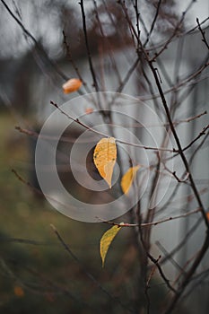 End of autumn: the last lonely yellow leaf on a bare autumn tree on a gray background 1