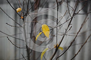 End of autumn: the last lonely yellow leaf on a bare autumn tree on a gray background 1