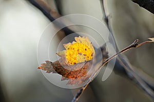 End of autumn: the last lonely yellow leaf on a bare autumn tree on a gray background. Lonely autumn leaf close-up on a tree