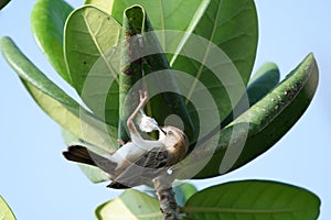 In the end, the bird found the cocoon curled on the leaf and was dragged out like a treasure!