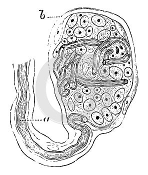 End-bulb of Krause, vintage illustration