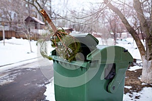 End of Christmas. Used and abandoned cutted fir tree in garbage bin waits for collection by by garbage truck