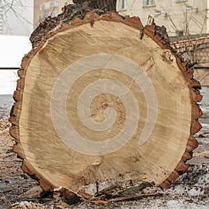 End cut of a big tree