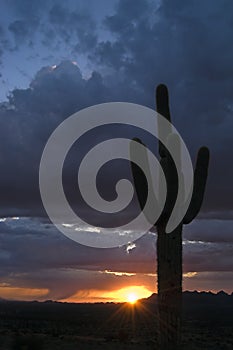 End of day sunburst and giant Saguaro cactus