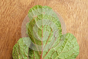 End Of Dorsal Side Of Radish Leaf