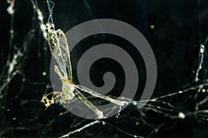 Dragonfly in spider web