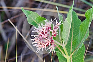 End of July Milkweed Blossoms