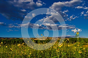 End of July:  Sunflowers and Sky