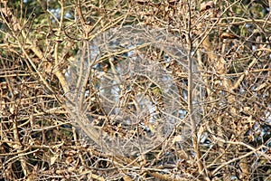 End of life of a tree