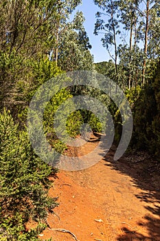 At the end of the Lomo del BoquerÃÂ³n forest path photo