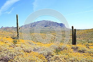 USA, AZ: Blooming Sonoran Desert - Landscape photo