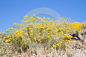 Arizona, Sonoran Desert: Blooming Brittlebush