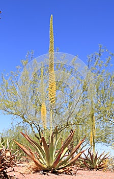 USA, Arizona: Blooming Utah Agave photo