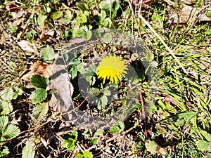 The end of October - dandelion blossomed out of season