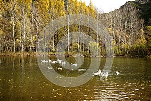 Wild ducks and geese swim and play together in the lake in late autumn.