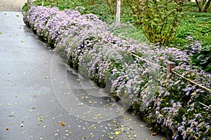 At the end of october, rich bunches of blue and purple aster flowers bloom in the parks along the scam and in the flowerbeds. the