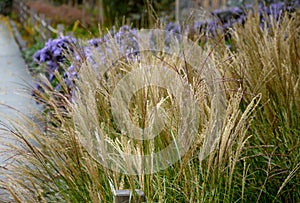 At the end of october, rich bunches of blue and purple aster flowers bloom in the parks along the scam and in the flowerbeds. the