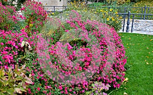 At the end of october, rich bunches of blue and purple aster flowers bloom in the parks along the scam and in the flowerbeds. the