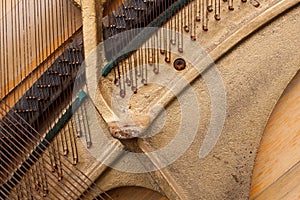 The strings of a musical instrument