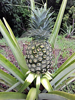 End of a pineapple orchard photo