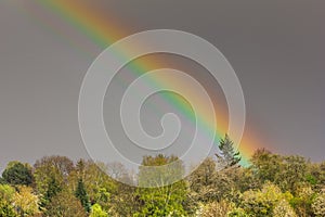 Rainbow hits Tree (landscape)